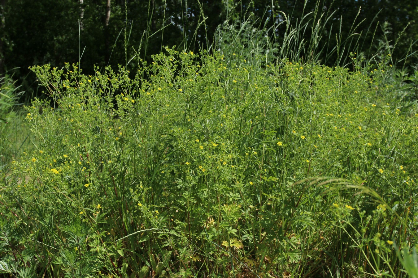 Image of Potentilla intermedia specimen.