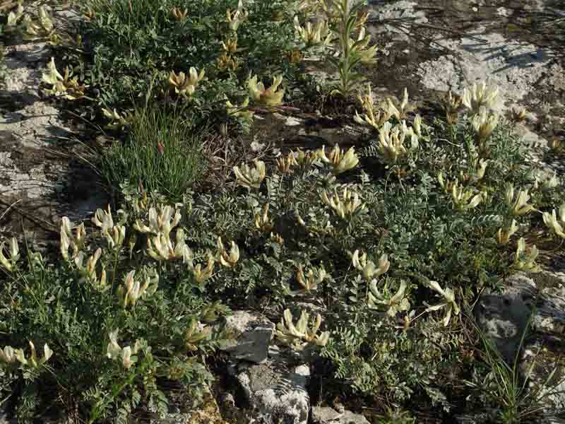 Изображение особи Astragalus helmii.