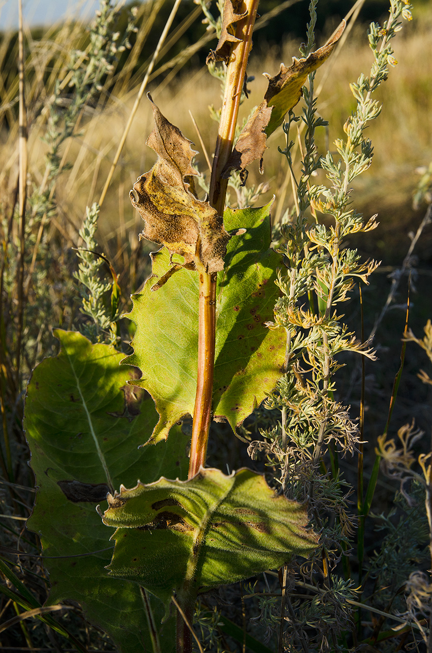 Image of Picris hieracioides specimen.