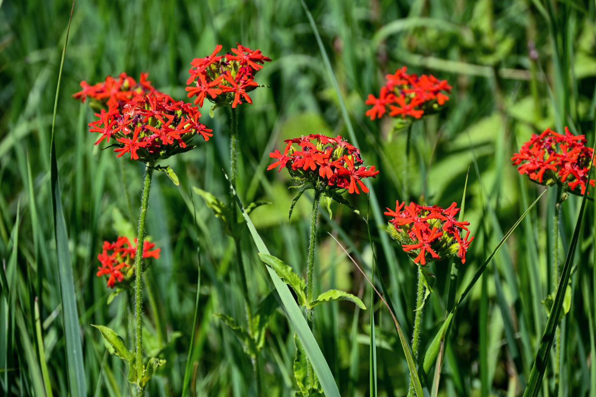 Изображение особи Lychnis chalcedonica.