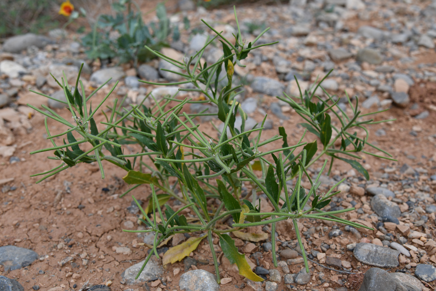 Image of Strigosella africana specimen.