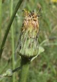 Hypochaeris radicata. Отцветшее соцветие. Испания, автономное сообщество Каталония, провинция Жирона, комарка Баш Эмпорда, муниципалитет Калонже, кромка залежи. 18.05.2021.