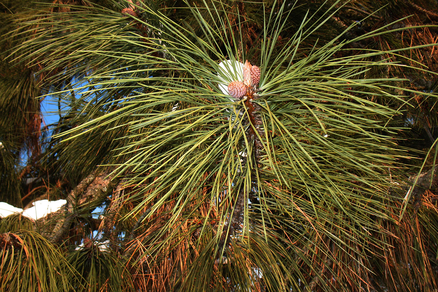 Изображение особи Pinus ponderosa.