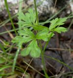 Anemone sylvestris