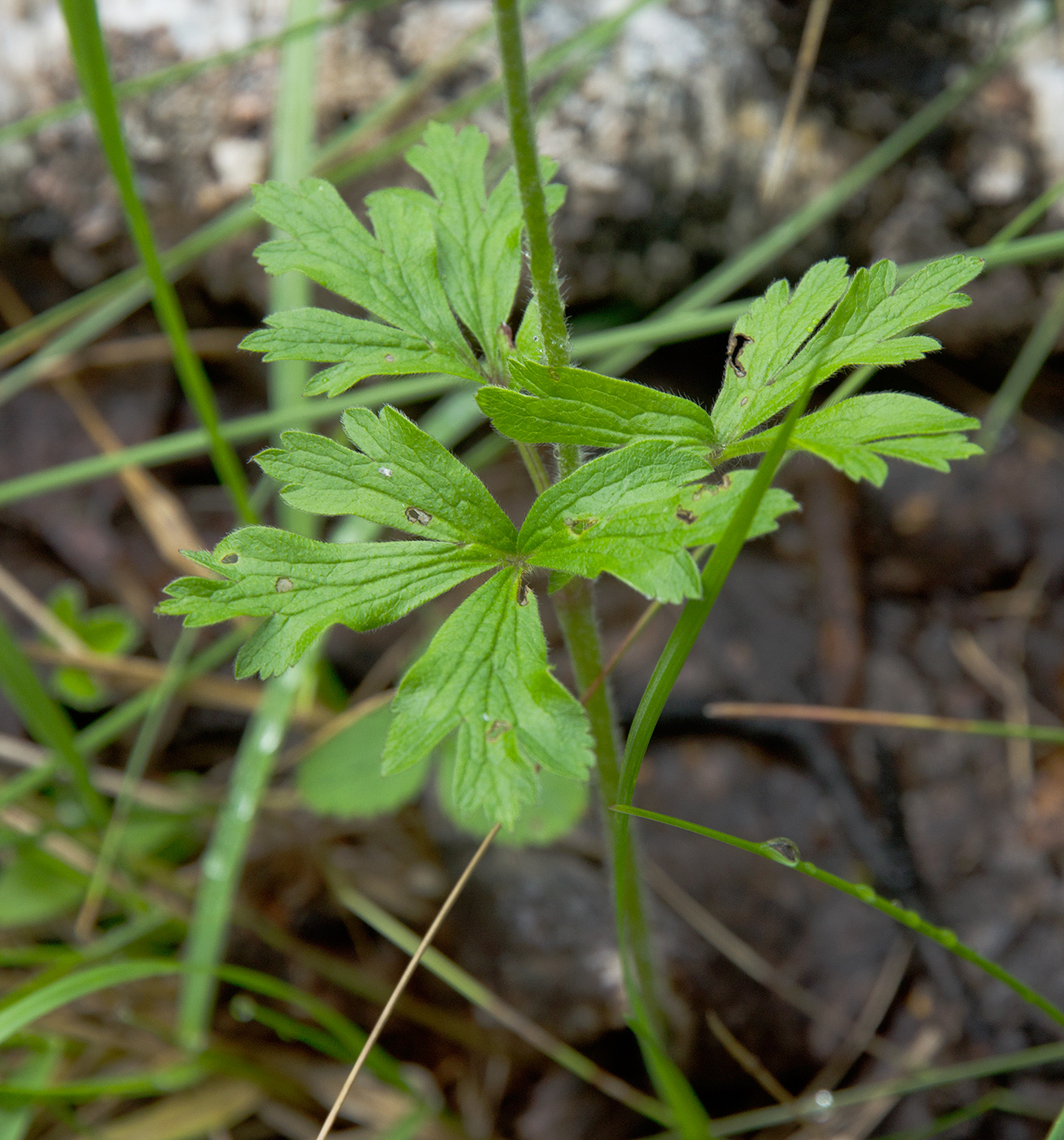 Изображение особи Anemone sylvestris.