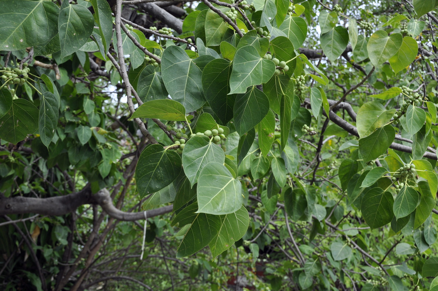 Image of genus Ficus specimen.