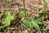 Ranunculus propinquus