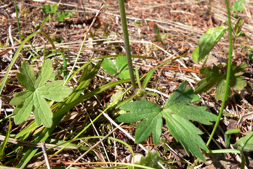 Image of Ranunculus propinquus specimen.