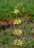 Phlomoides kaufmanniana