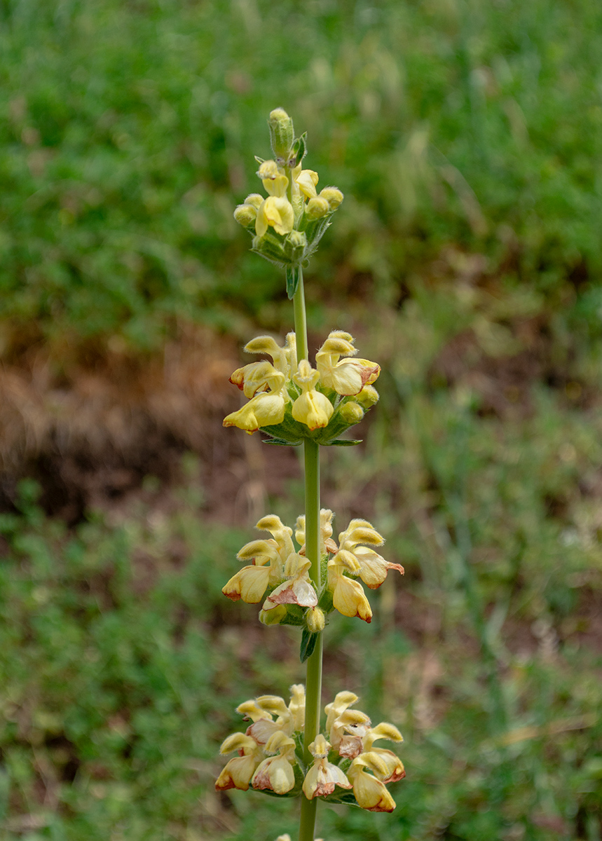 Изображение особи Phlomoides kaufmanniana.