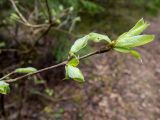 Lonicera xylosteum. Верхушка веточки с молодыми листьями. Беларусь, Минская обл., Мядельский р-н, национальный парк \"Нарочанский\", заказник \"Голубые озёра\", сосново-еловый лес, возле туристической экотропы. 07.04.2024.