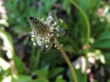 Plantago lanceolata