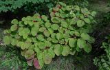 Viburnum furcatum. Плодоносящее растение. Сахалин, г. Южно-Сахалинск, горнолыжный комплекс \"Горный воздух\", опушка смешанного леса. 25.08.2023.