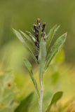 Omalotheca caucasica