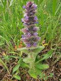 Ajuga orientalis