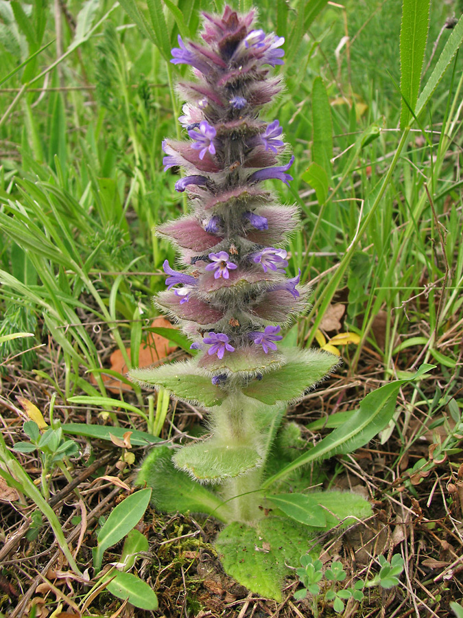 Image of Ajuga orientalis specimen.