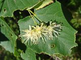 Tilia amurensis