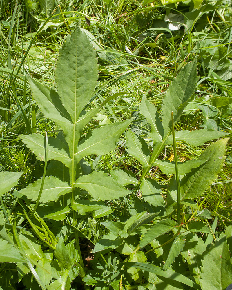 Image of Cephalaria gigantea specimen.