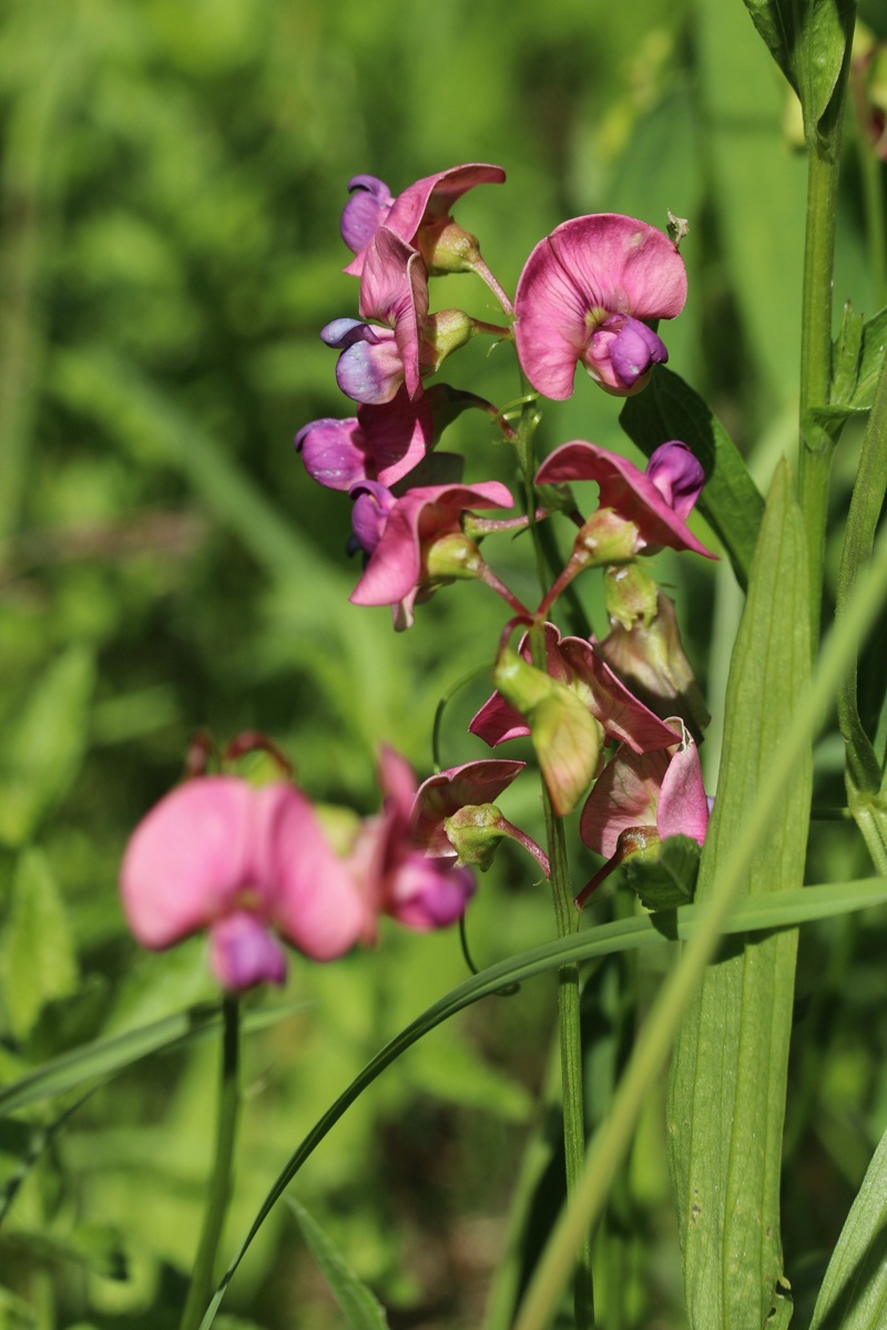 Изображение особи Lathyrus sylvestris.
