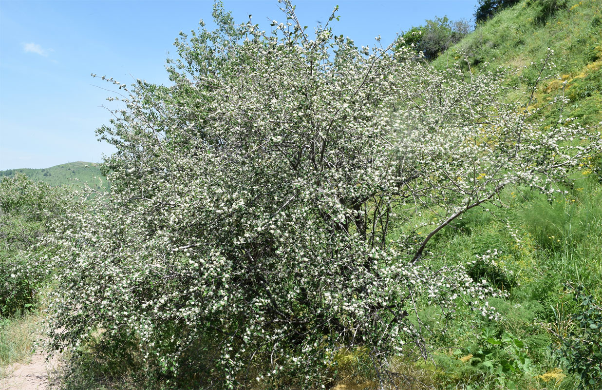 Image of Cotoneaster soongoricus specimen.