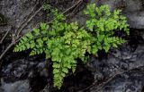 Odontosoria biflora