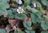 Potentilla micrantha
