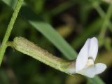 Astragalus angreni