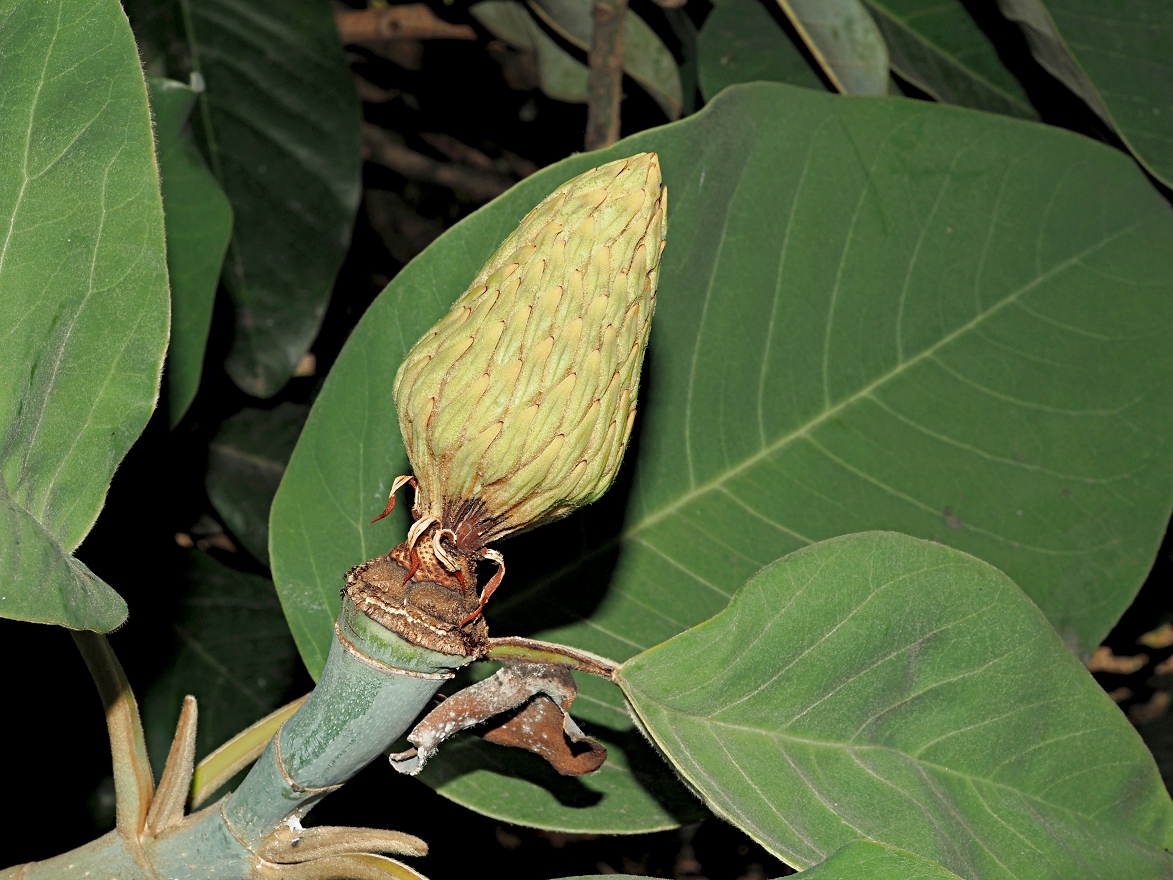 Изображение особи Magnolia delavayi.