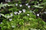 Oxalis acetosella
