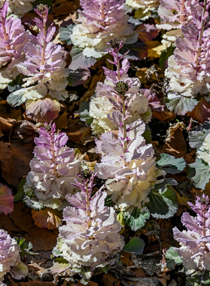 Image of Brassica oleracea var. viridis specimen.