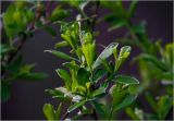 Salix cinerea