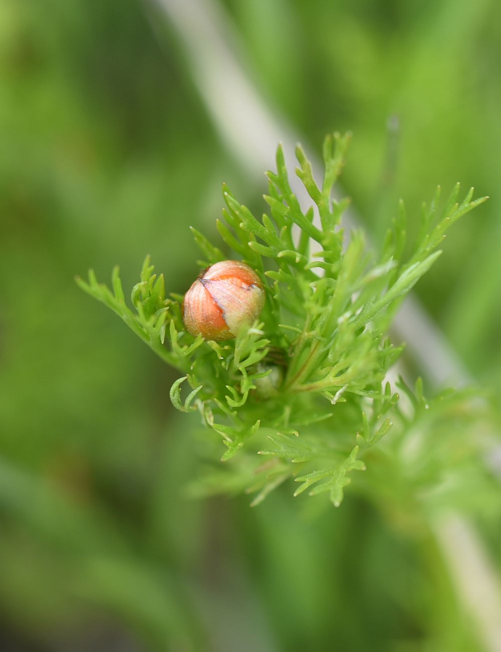 Image of Adonis parviflora specimen.
