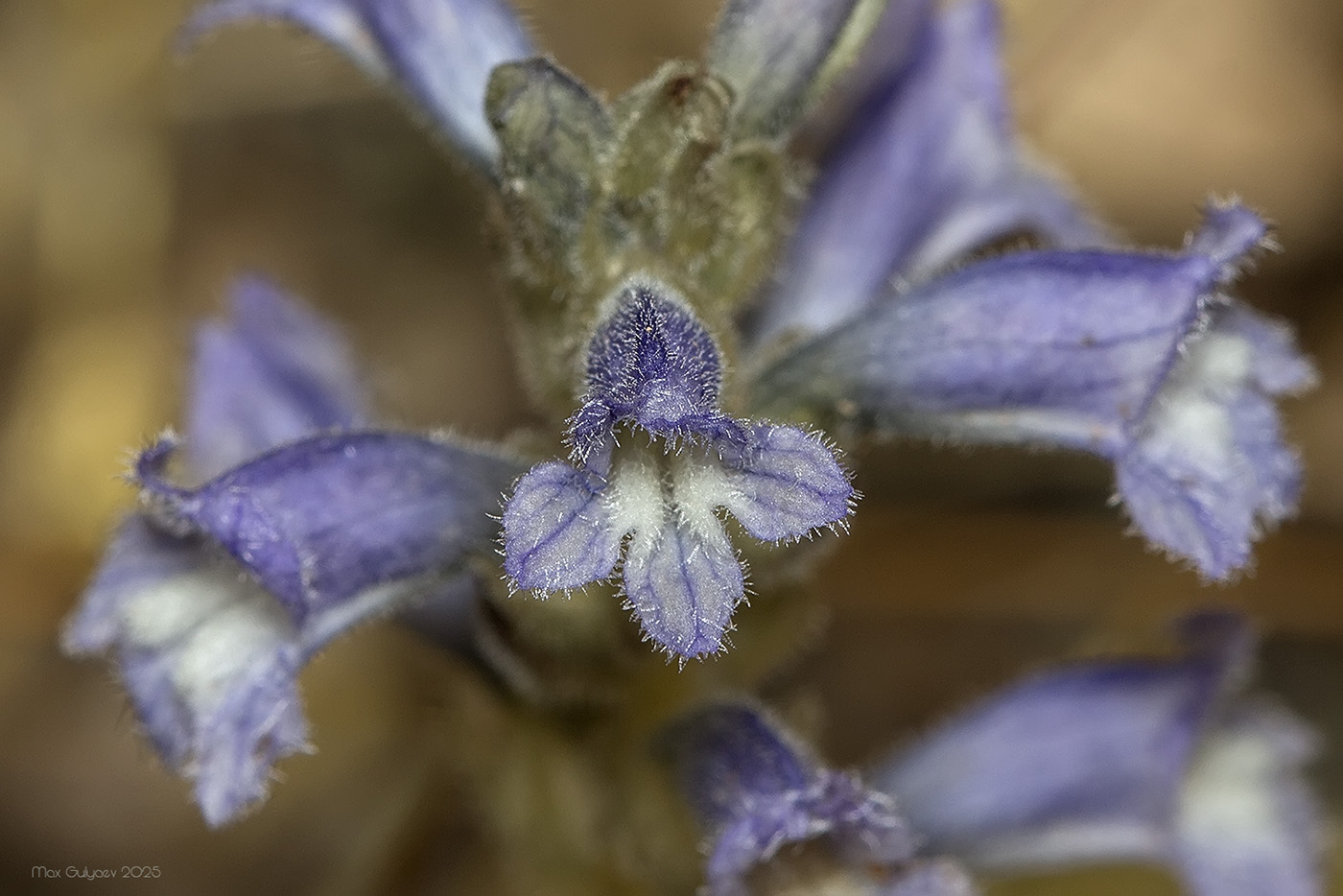 Image of genus Phelipanche specimen.