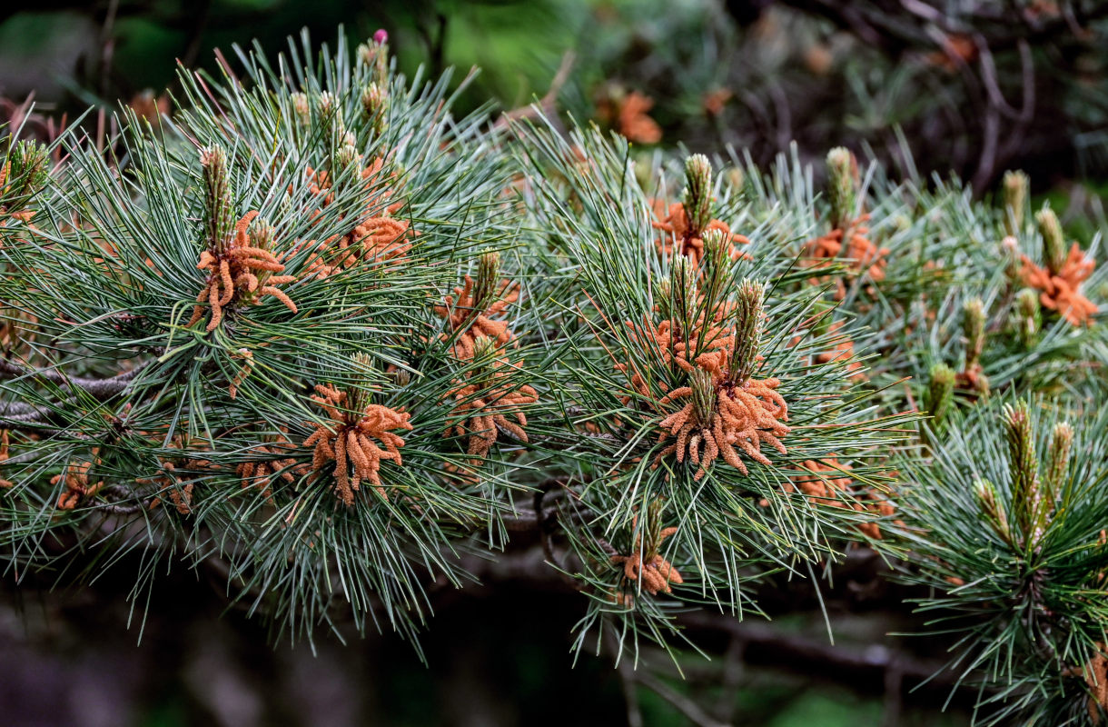 Image of Pinus taiwanensis specimen.