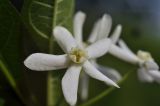 Vincetoxicum ascyrifolium. Цветок. Приморский край, Шкотовский р-н, пос. Подъяпольск, поросший кустарником склон. 14.06.2025.
