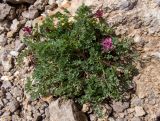 Fumaria officinalis