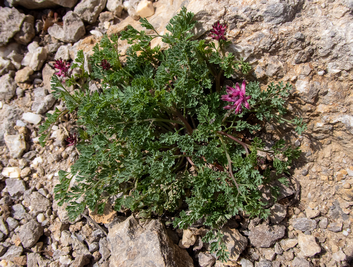 Image of Fumaria officinalis specimen.