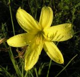 Image of taxon representative. Author is Авак Авакян