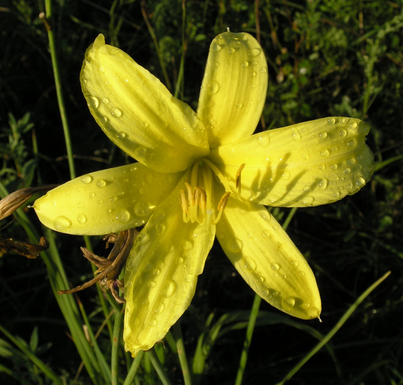 Image of Hemerocallis lilio-asphodelus specimen.