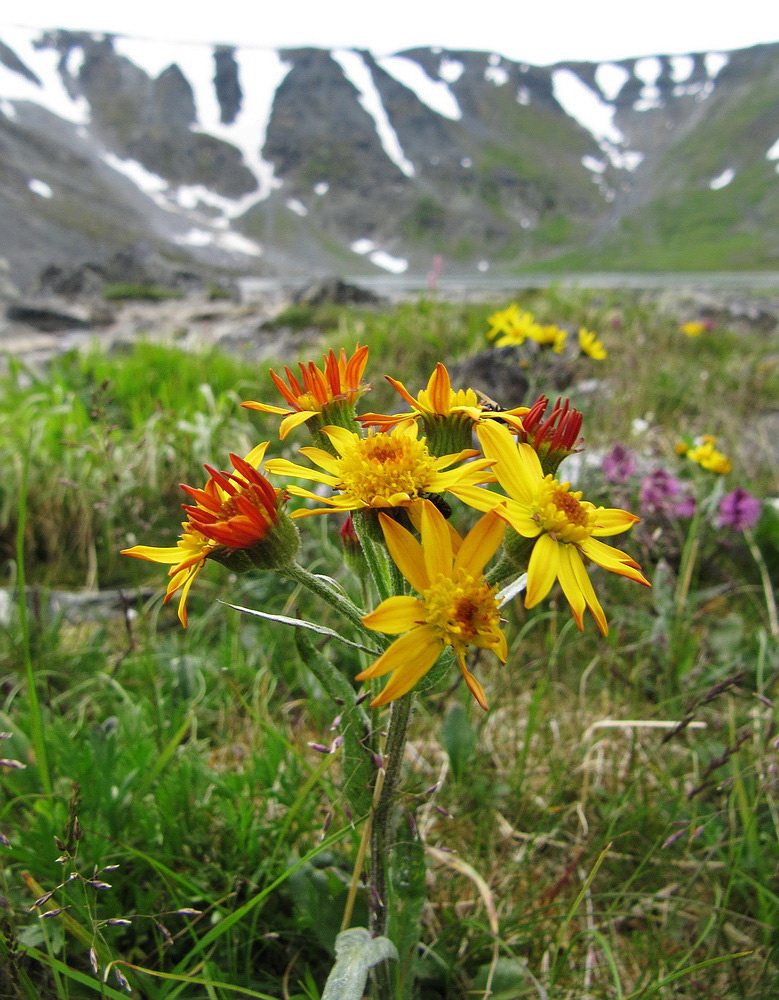 Изображение особи Tephroseris tundricola.