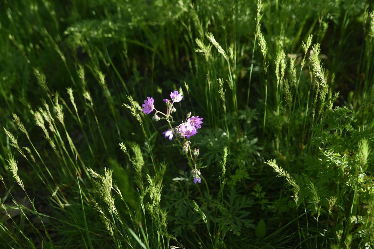 Изображение особи Geranium kurdicum.