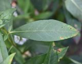 Смотреть изображение Lysimachia clethroides