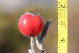 Crataegus orientalis. Плод. ЮЗ Крым, окр. с. Резервное, гора Калафатлар, заросшая кустарником поляна. 16.10.2025.