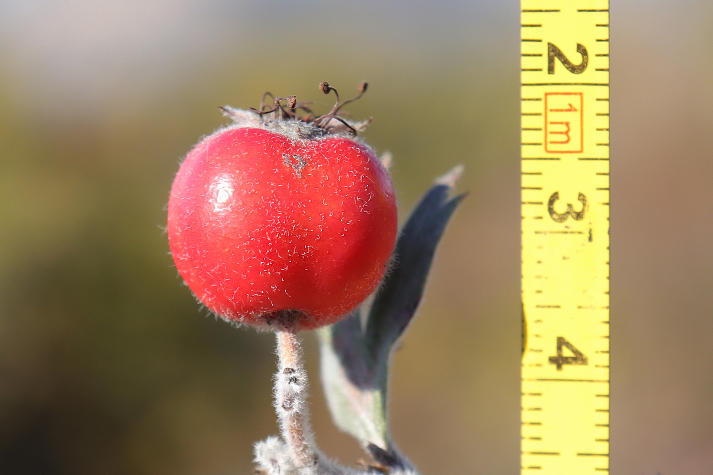 Изображение особи Crataegus orientalis.