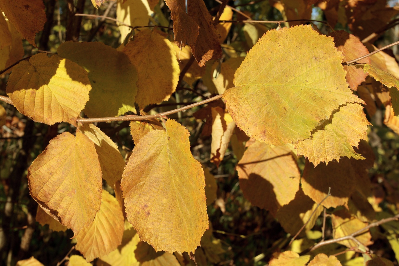 Изображение особи Corylus avellana.