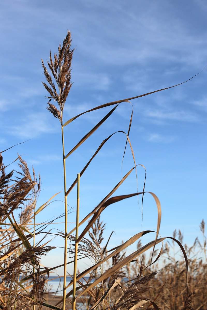 Изображение особи Phragmites australis.