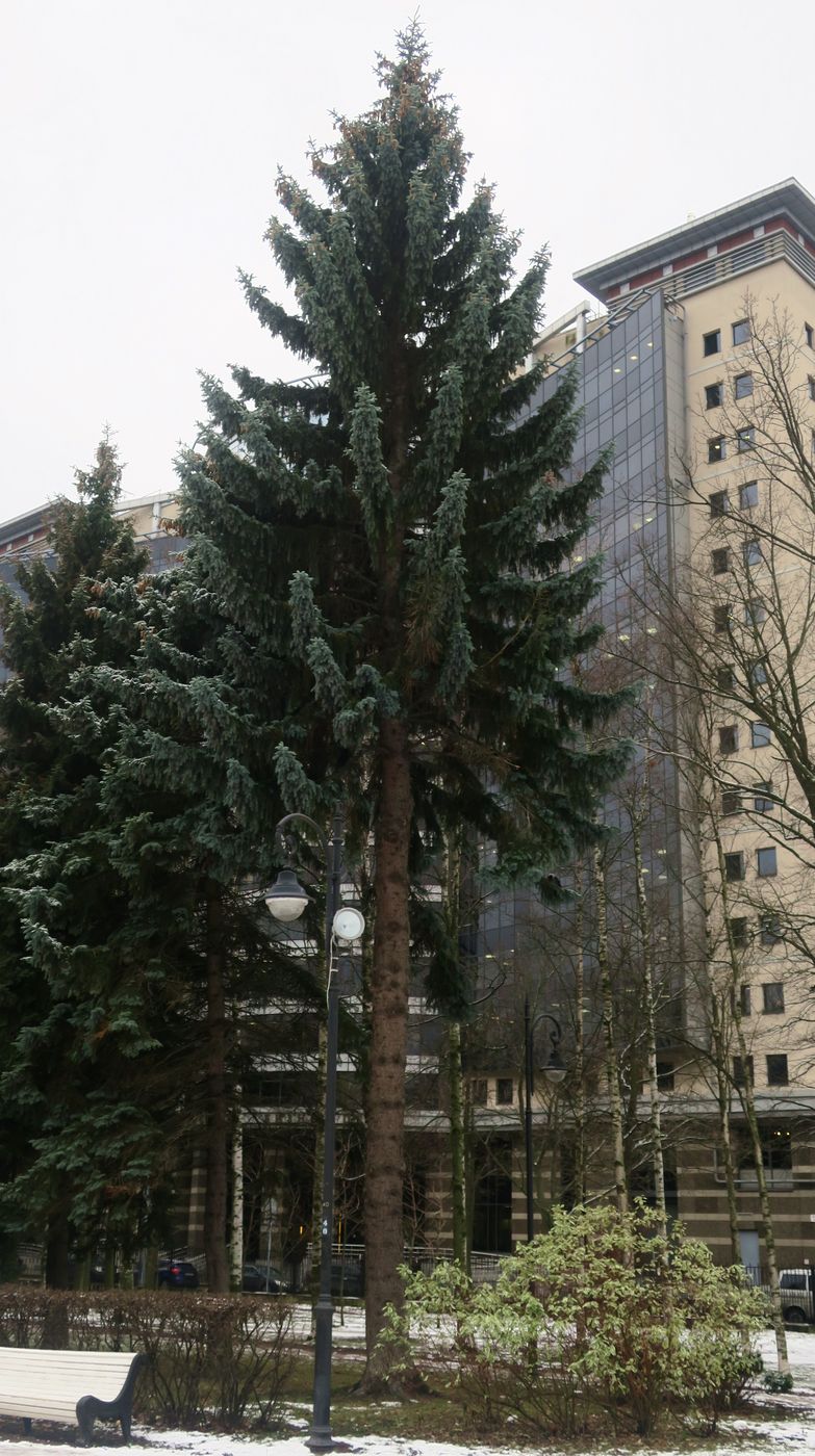 Image of Picea pungens f. glauca specimen.