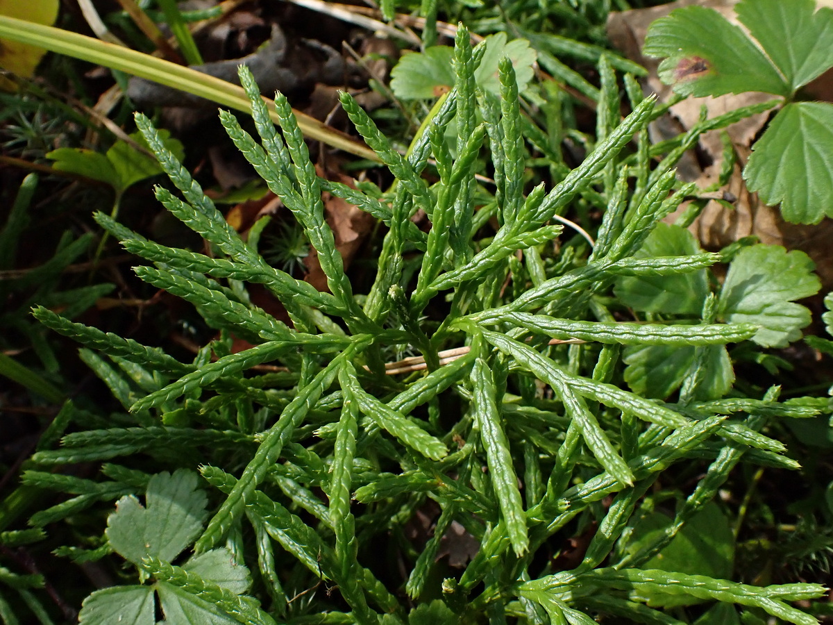 Изображение особи Diphasiastrum complanatum.