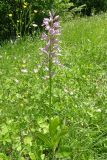 Orchis militaris ssp. stevenii