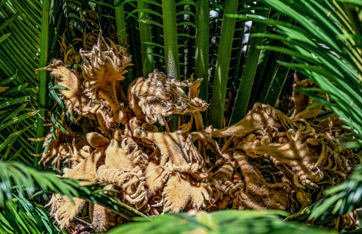 Image of Cycas revoluta specimen.